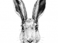 Hare head